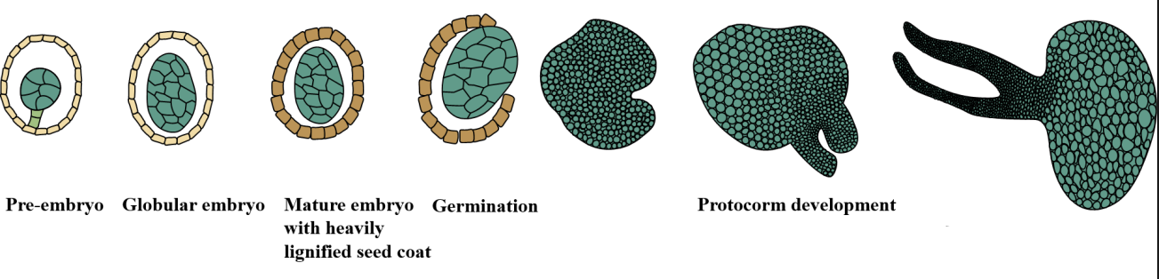 2020.11.12.兜兰种子木质素合成调控其萌发机制—图1. 兜兰种胚发育与萌发。