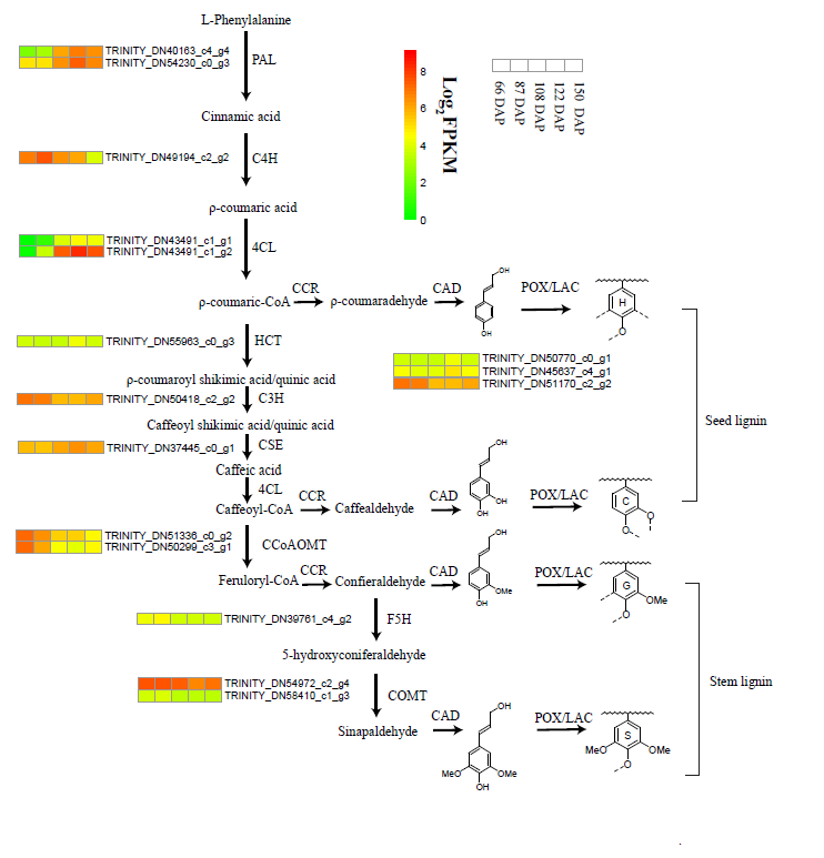2020.11.12.兜兰种子木质素合成调控其萌发机制—图2. 兜兰种子木质素和茎叶木质素的合成途径。