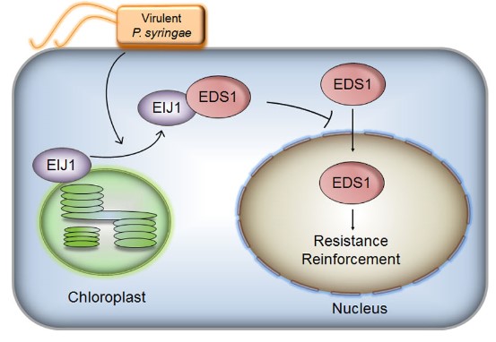 图1. EIJ1负调控植物抗病响应的分子模型。