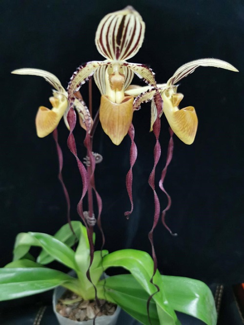 1.中科皇后兜兰