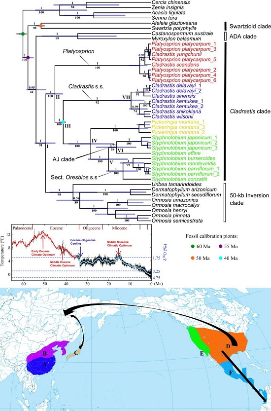 图2. 香槐族的分化时间、起源地与传播路径 - 副本