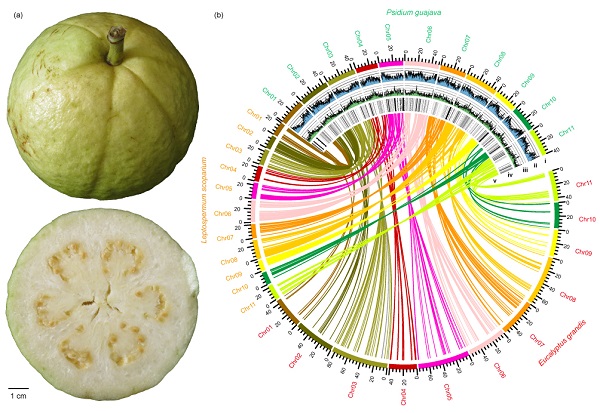 图1. 番石榴果实(a)和三个物种(番石榴、桉树、松红梅)基因组的共线性图(b)。